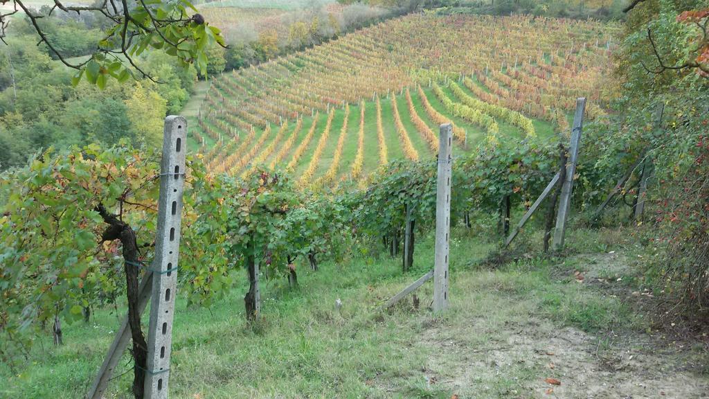 Cascina Torello Dogliani Buitenkant foto