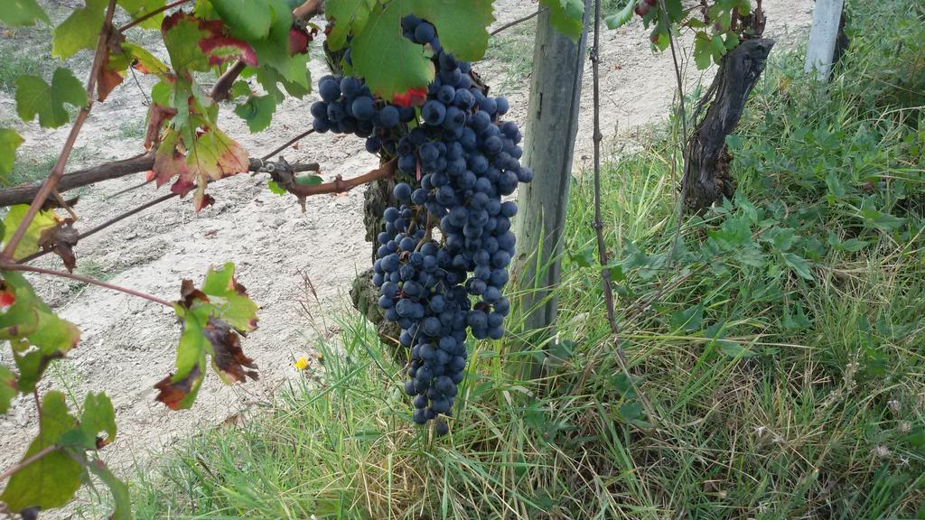 Cascina Torello Dogliani Buitenkant foto