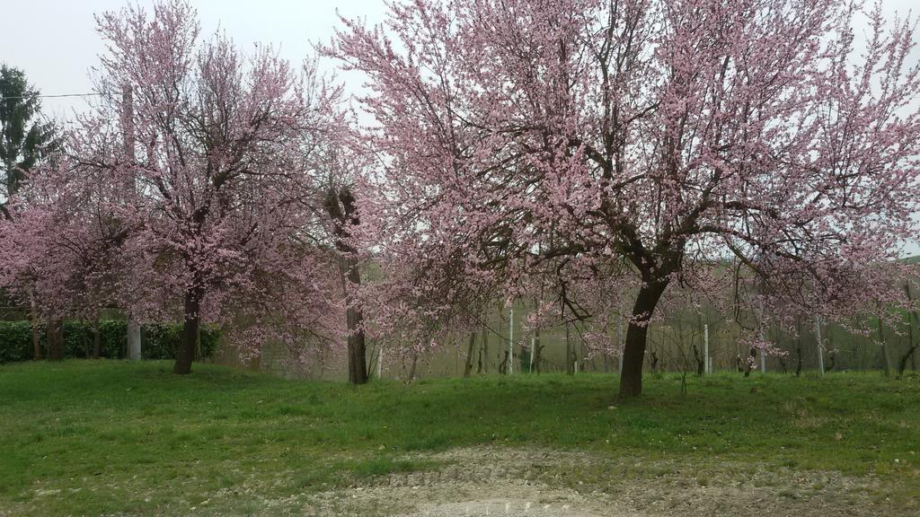 Cascina Torello Bed and Breakfast Dogliani Buitenkant foto