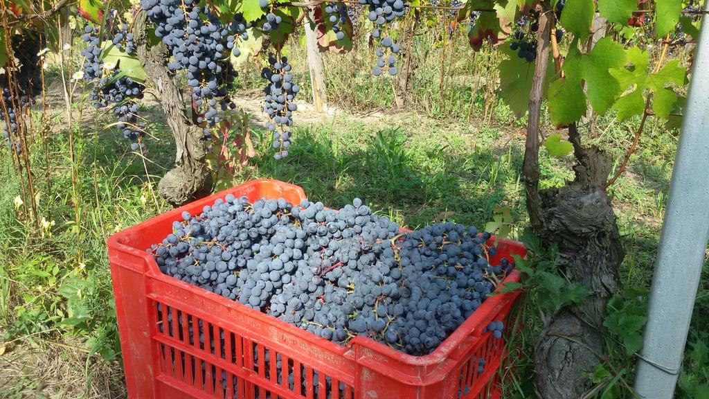 Cascina Torello Dogliani Buitenkant foto