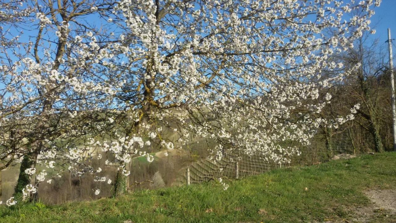 Cascina Torello Bed and Breakfast Dogliani Buitenkant foto