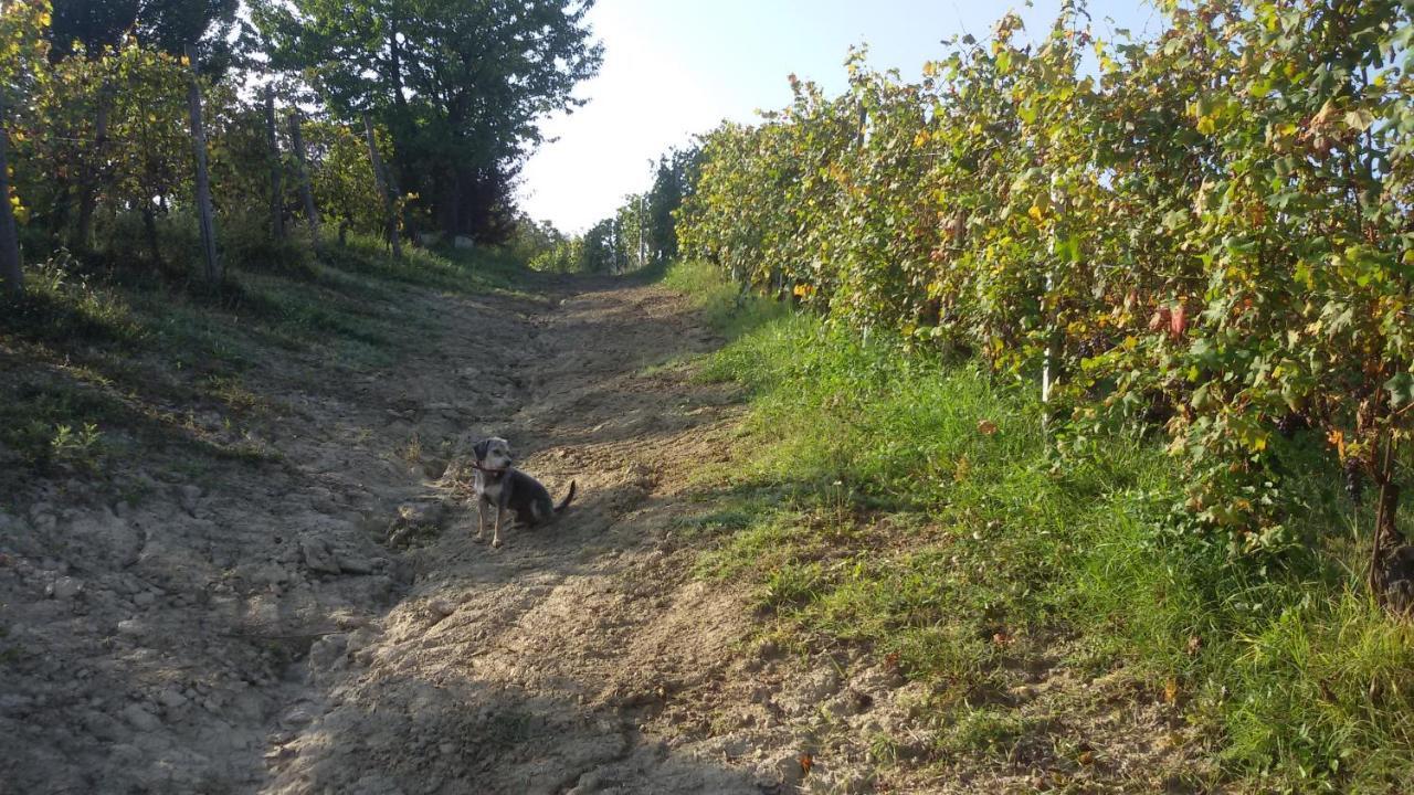Cascina Torello Dogliani Buitenkant foto
